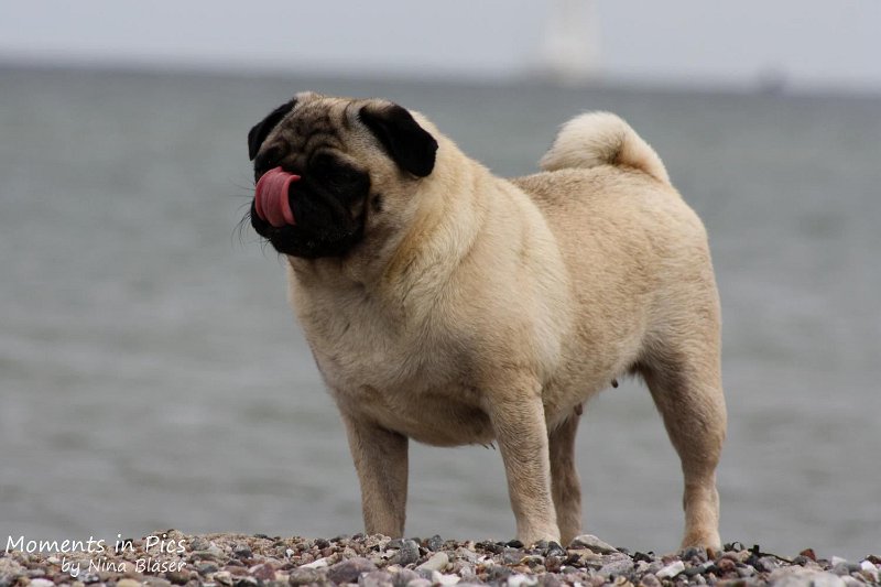 2010-06-26 Arc-en-ciel Arlequin (66).jpg